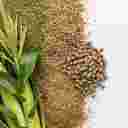 خوراک دام اسدی