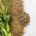 خوراک دام اسدی، فروش یونجه تفاله خشک تر و علوفه ذرت در آذربایجان غربی چهاربرج