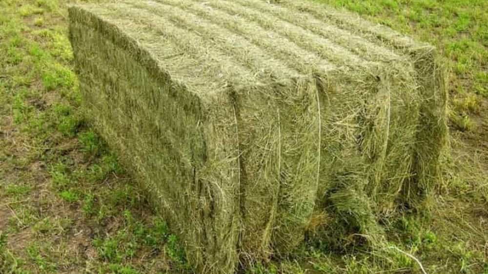خرید یونجه تازه و خشک از خوراک دام اسدی در آذربایجان غربی